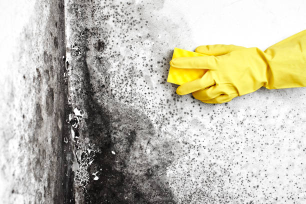 Best Home Mold Removal  in Holtsville, NY