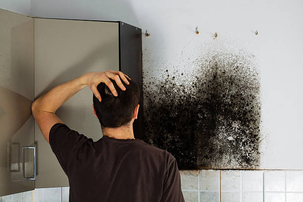 Best Commercial Mold Removal  in Holtsville, NY