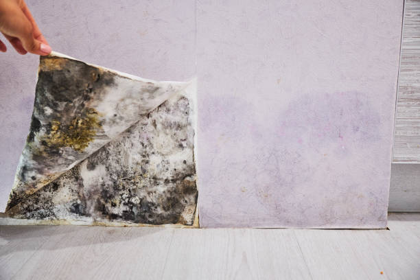 Best Affordable Mold Removal  in Holtsville, NY